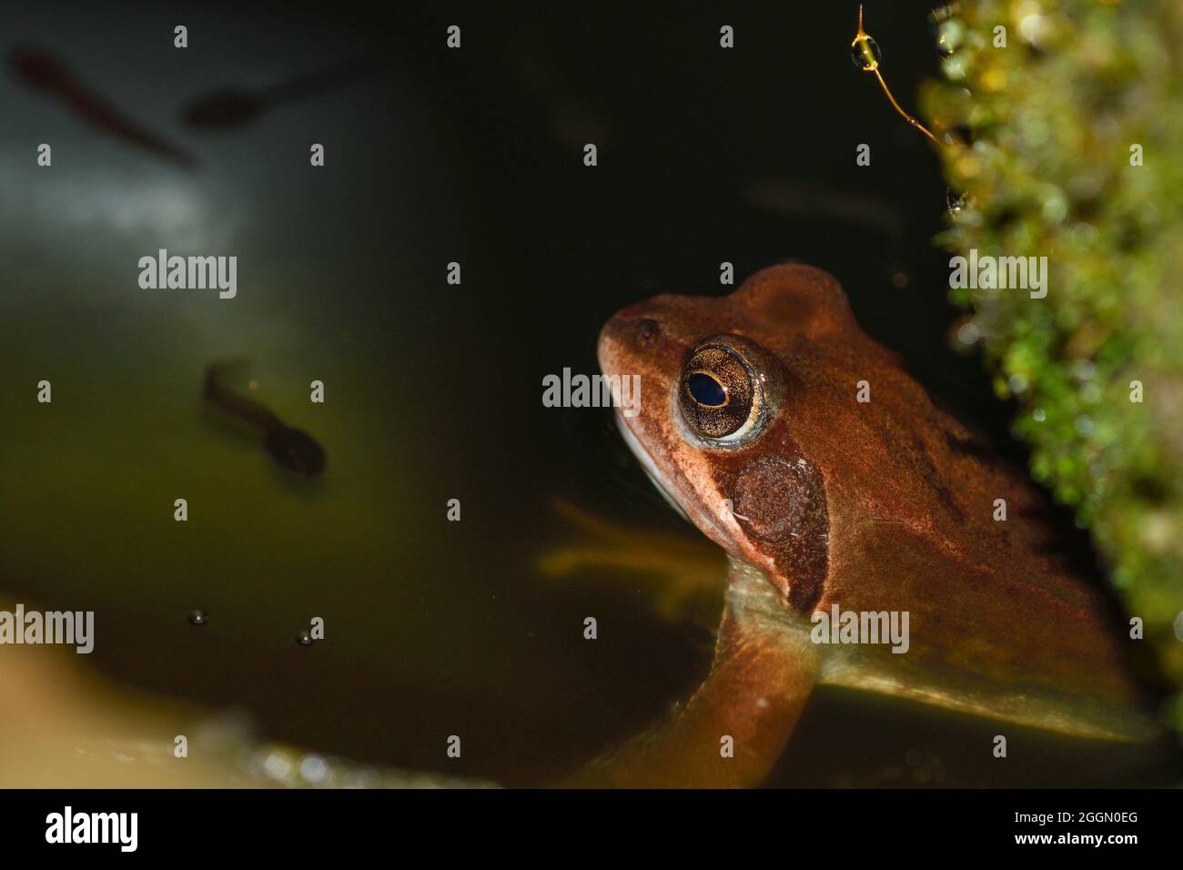 common Frog  in the foreground with the shadow of a tadpole in the background Stock Photo
