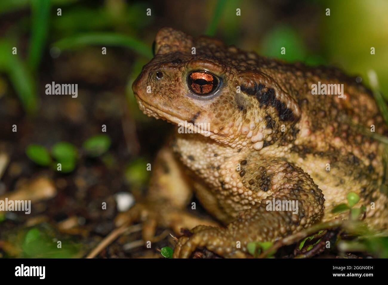 Closeup of a common toad Stock Photo
