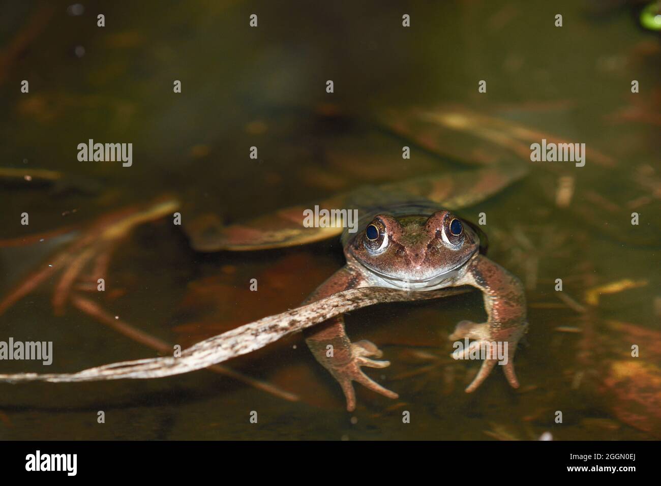 Common frog in its puddle at dusk Stock Photo