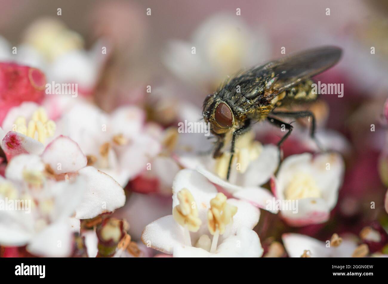 Fly feeding on viburnum tinus flowers, with pollen grains on its body Stock Photo