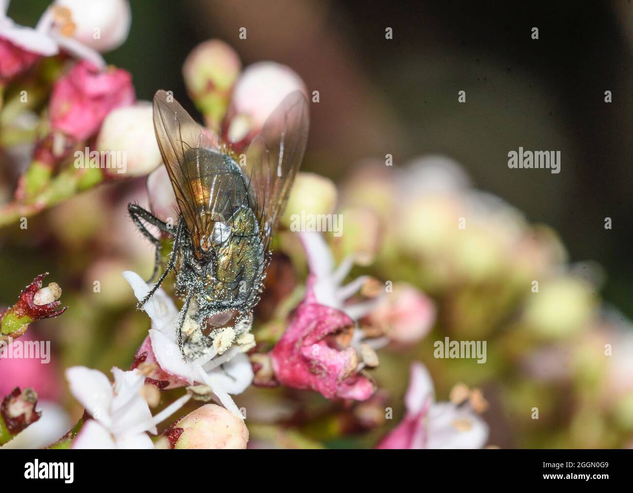 Fly feeding on viburnum tinus flowers, with pollen grains on its body Stock Photo