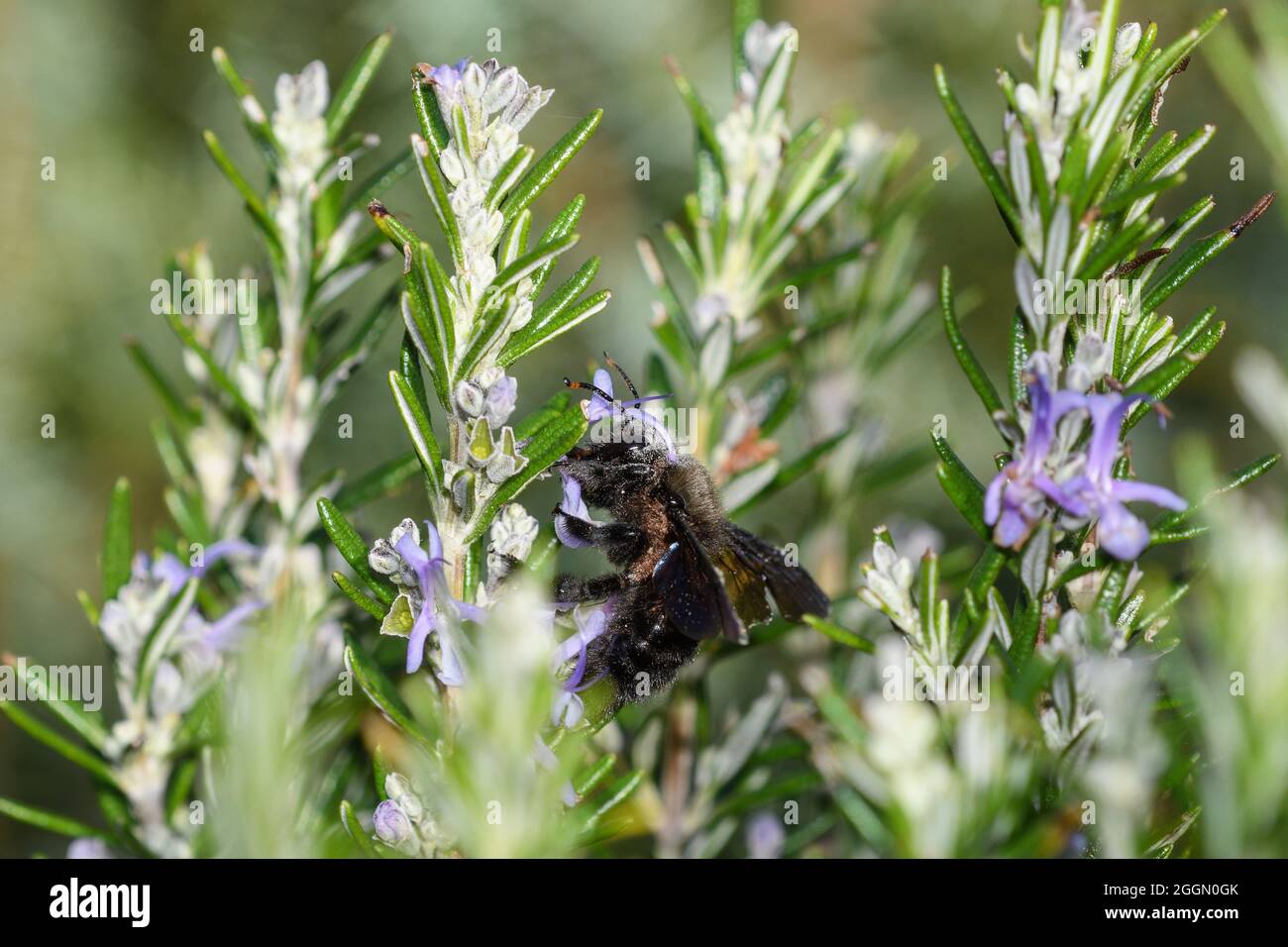 Carpenter bee feeding on rosemary flowers, with pollen grains from its head brushing against the flower's pistil Stock Photo