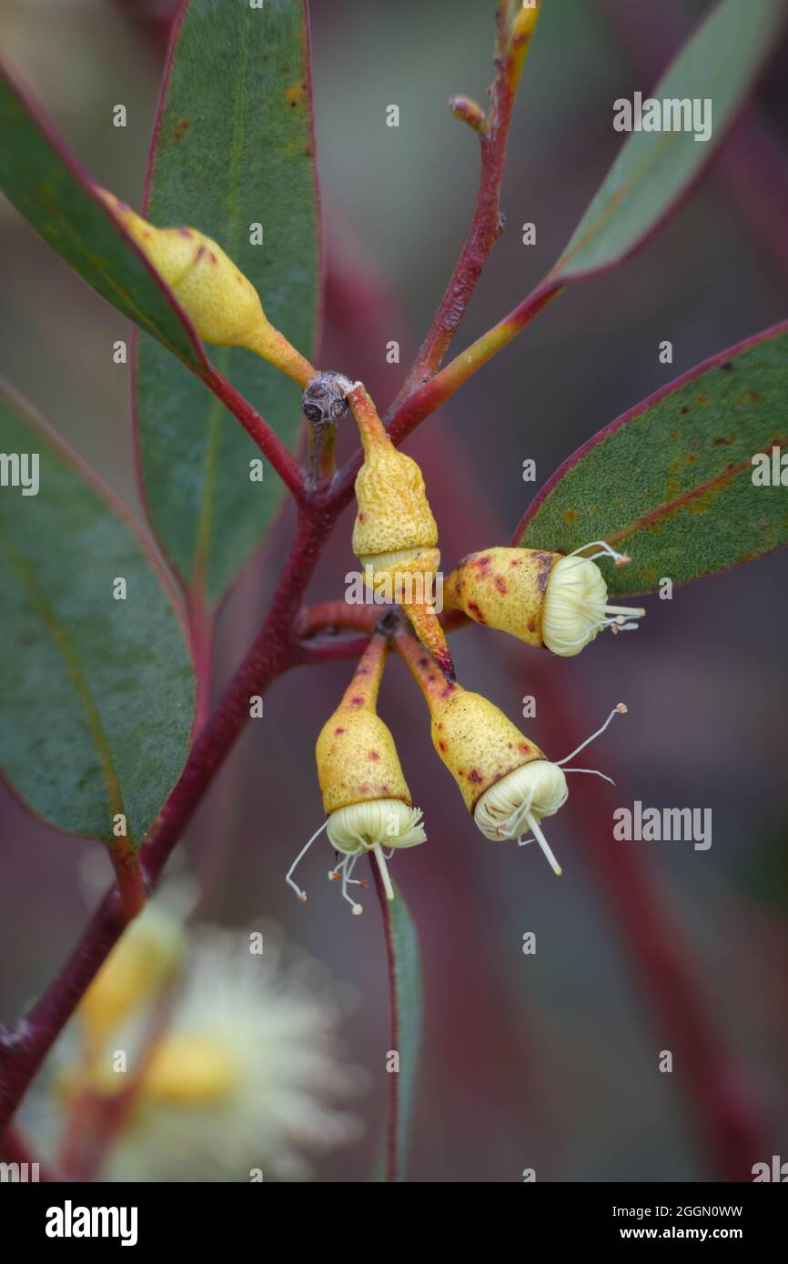 Eucalyptus Flowers, close up image of an Australian Native Plant Stock Photo