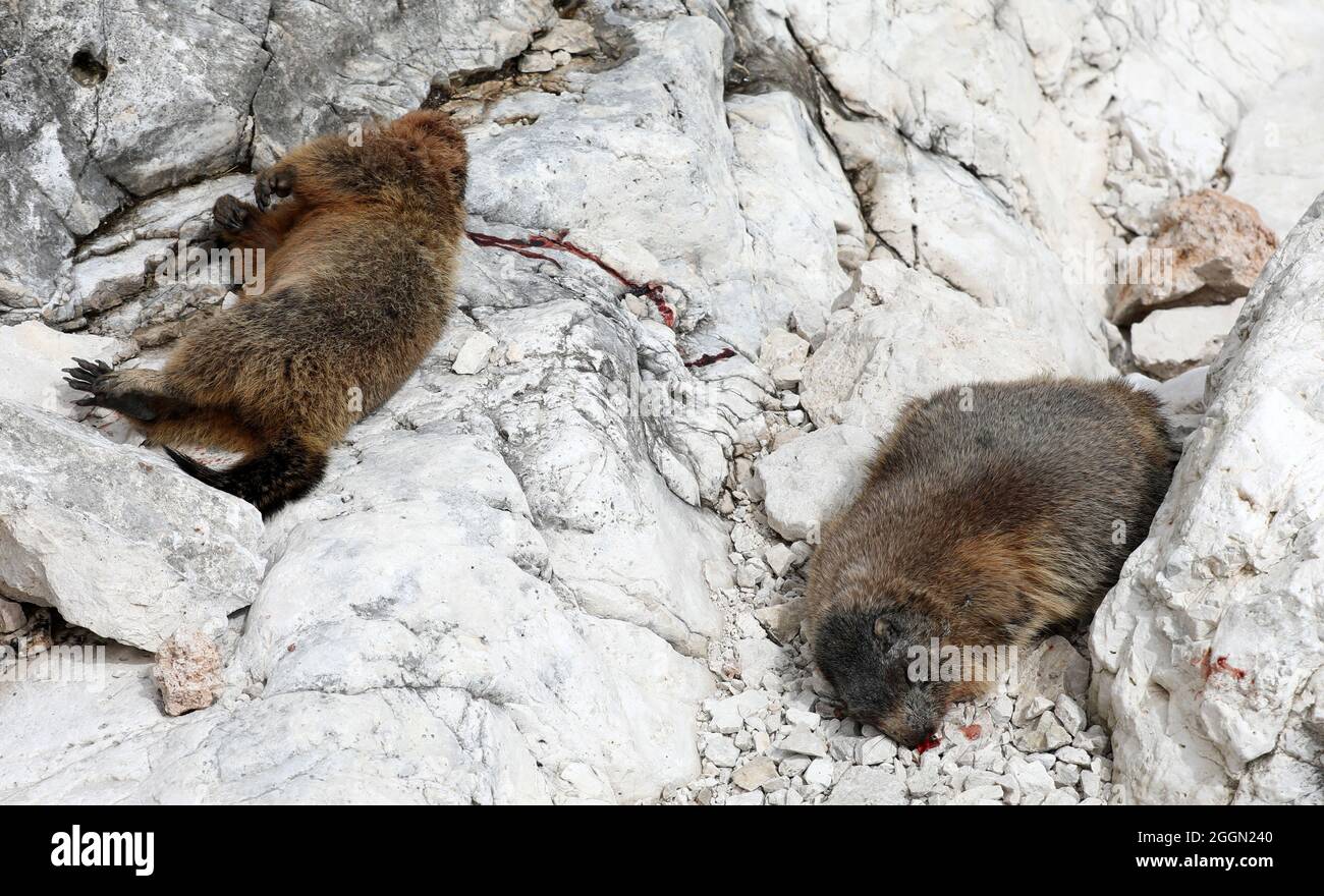 Dead marmot marmots after a fight Stock Photo