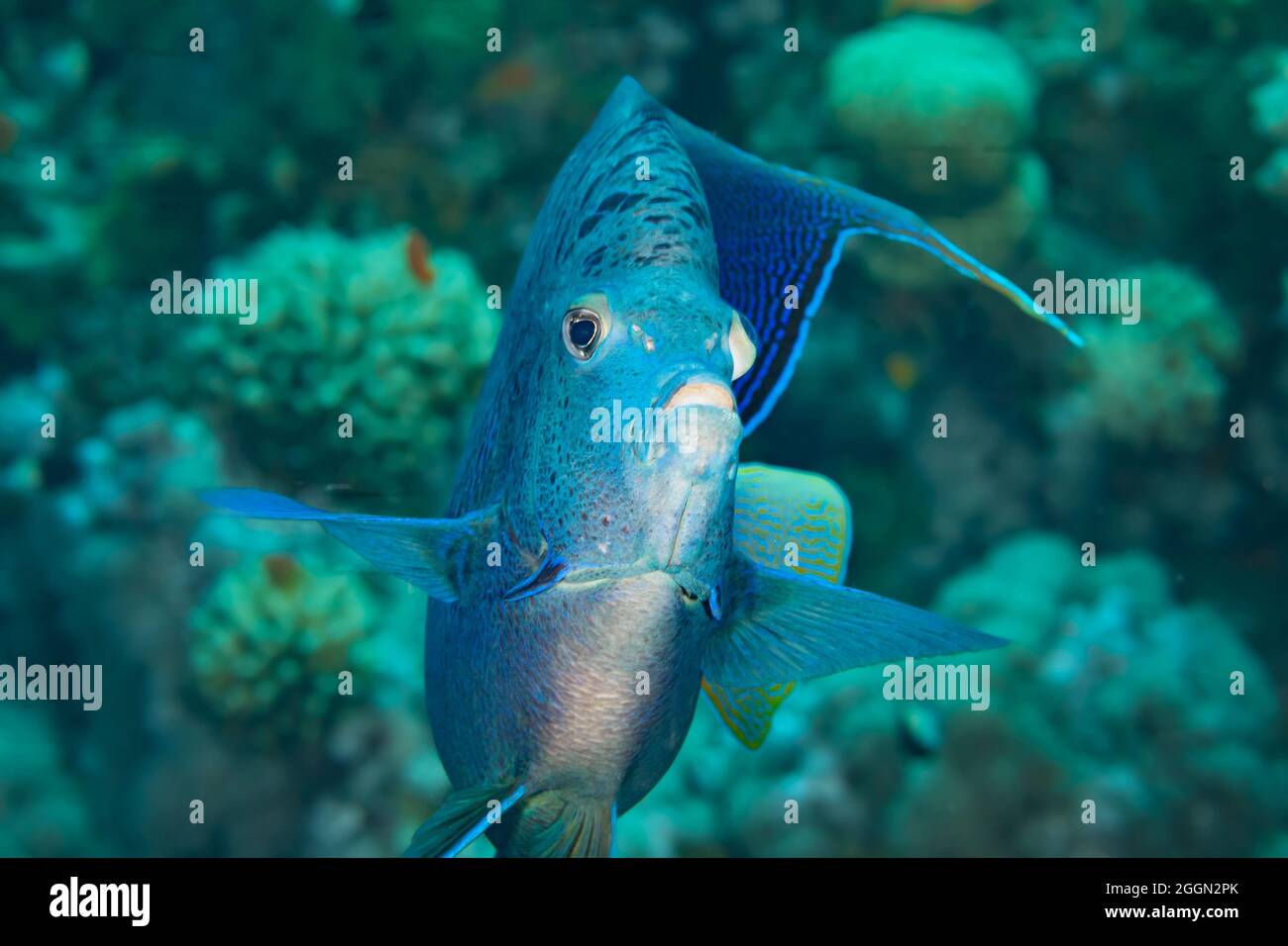 Fish of the Red Sea. Yellowbar angelfish Stock Photo