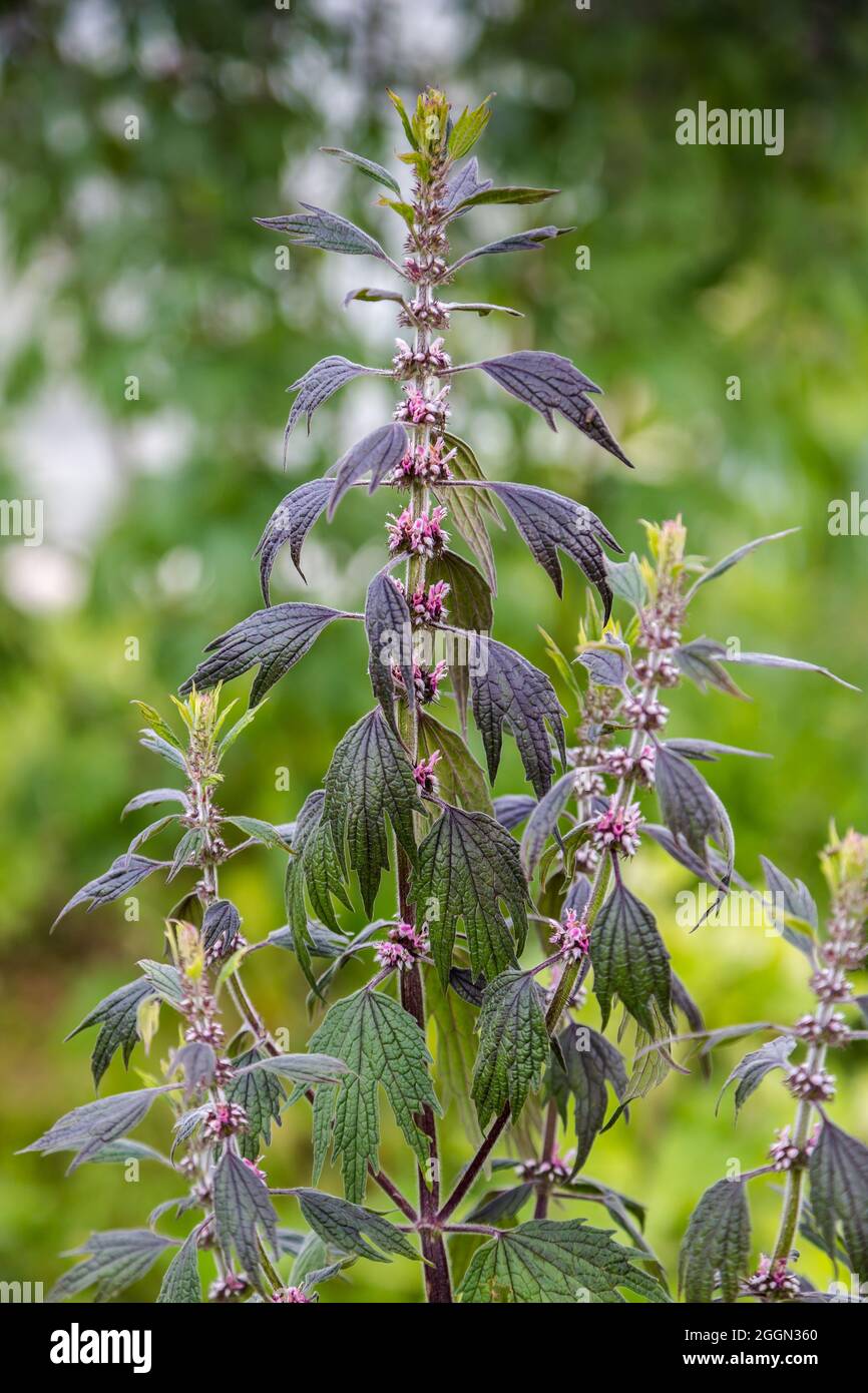 Close up of emerging motherwort herb flowers Stock Photo