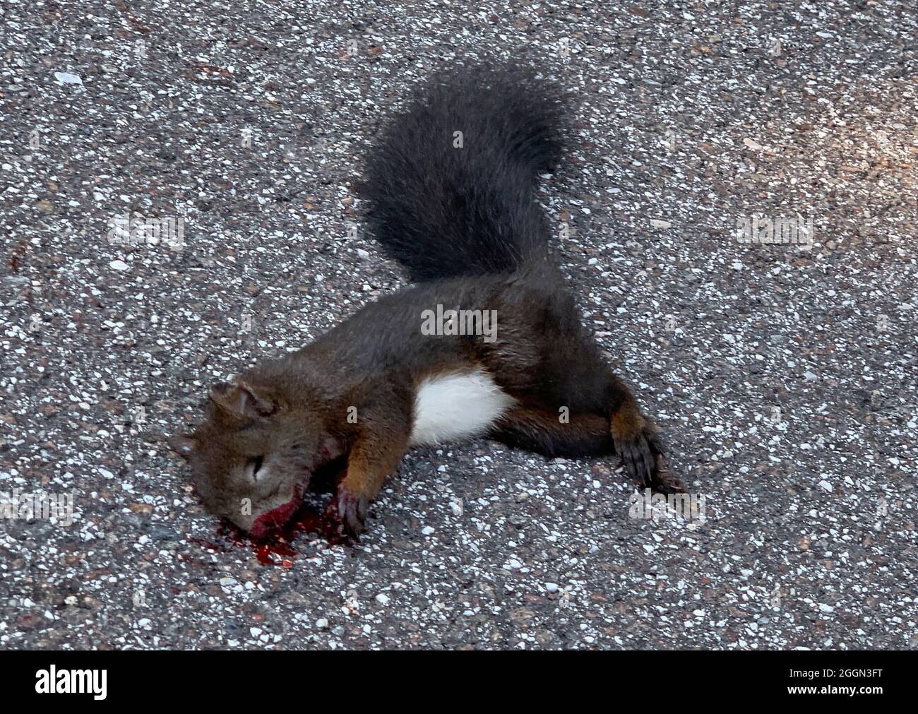 Squirrel run over and dead on the street Stock Photo
