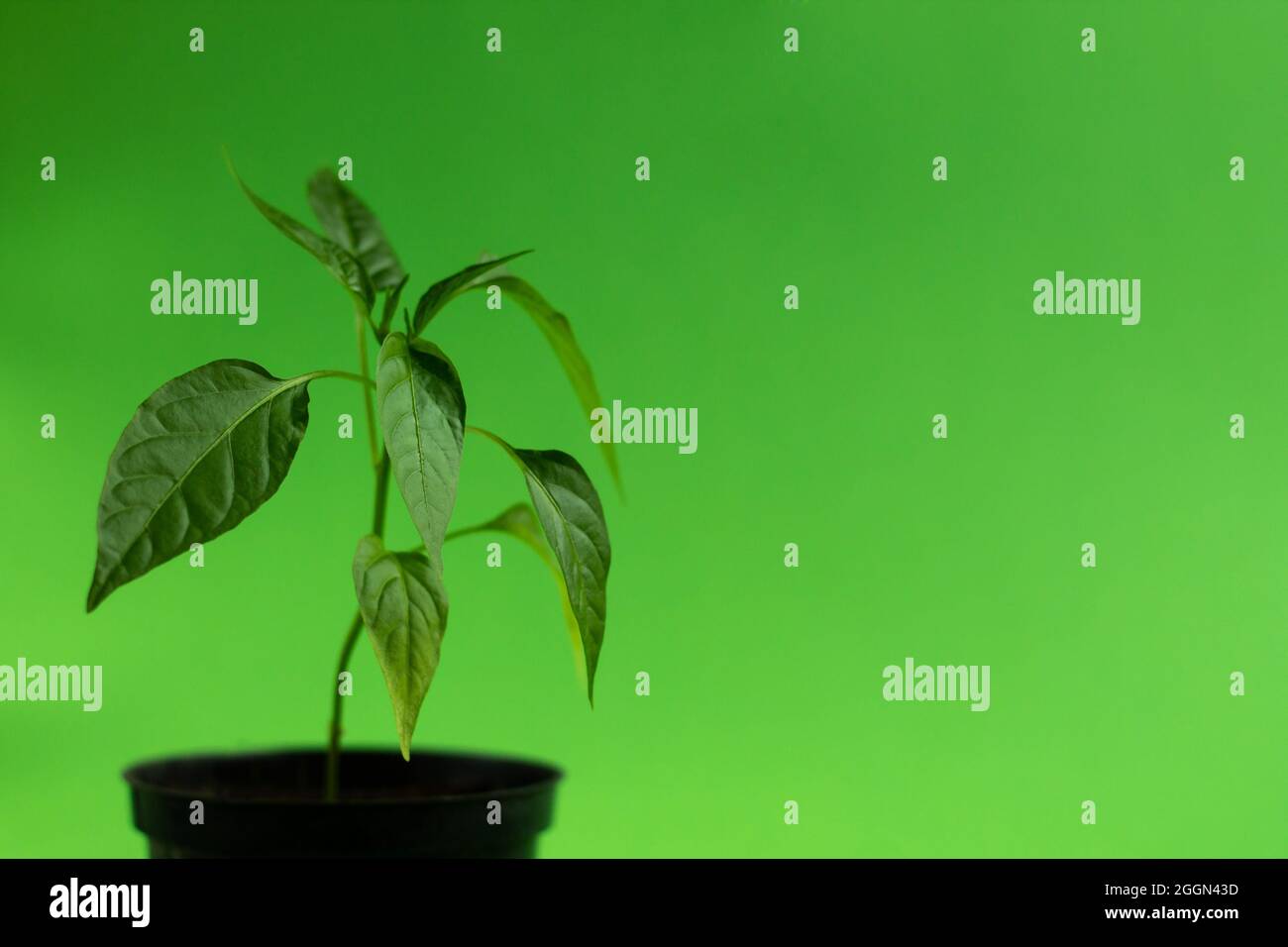 Jalapeno sprout Capsicum annuum chili pepper in a pot isolated on light
