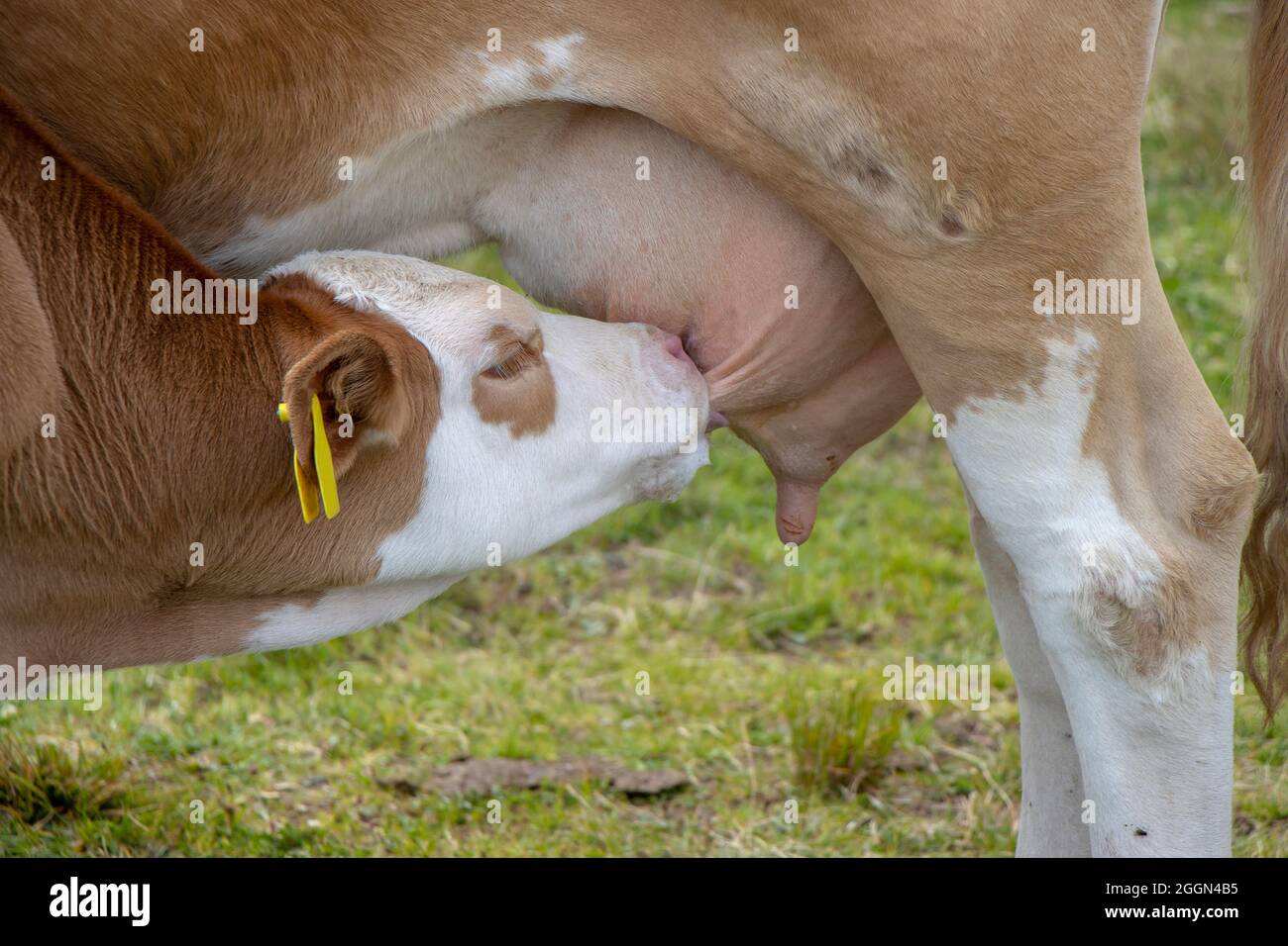 Brown cow and calf suckling in the meadow Stock Photo