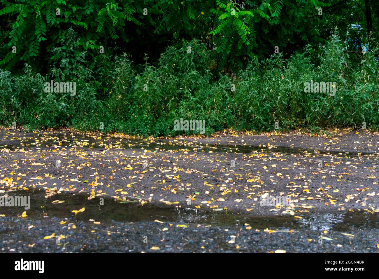 Green ground cover small leaves hi-res stock photography and images - Alamy