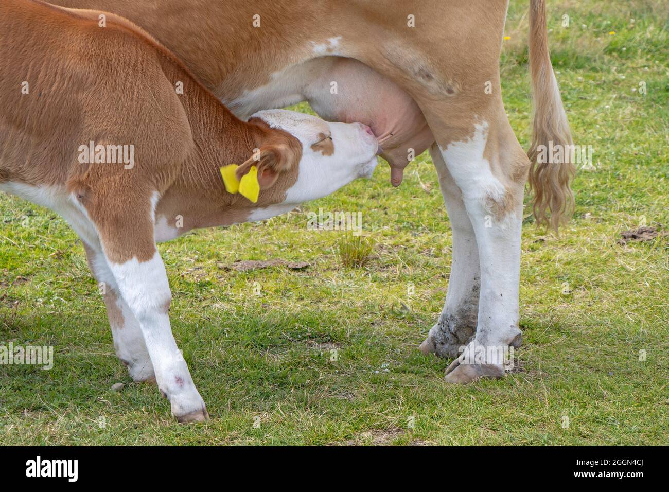 Brown cow and calf suckling in the meadow Stock Photo