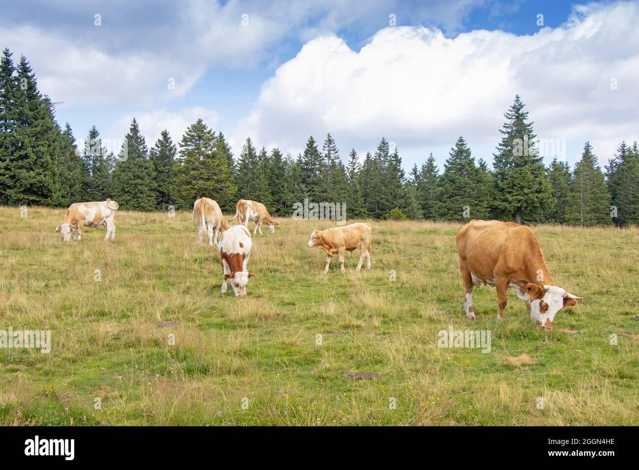 Group cows in the meadow graze the grass Stock Photo