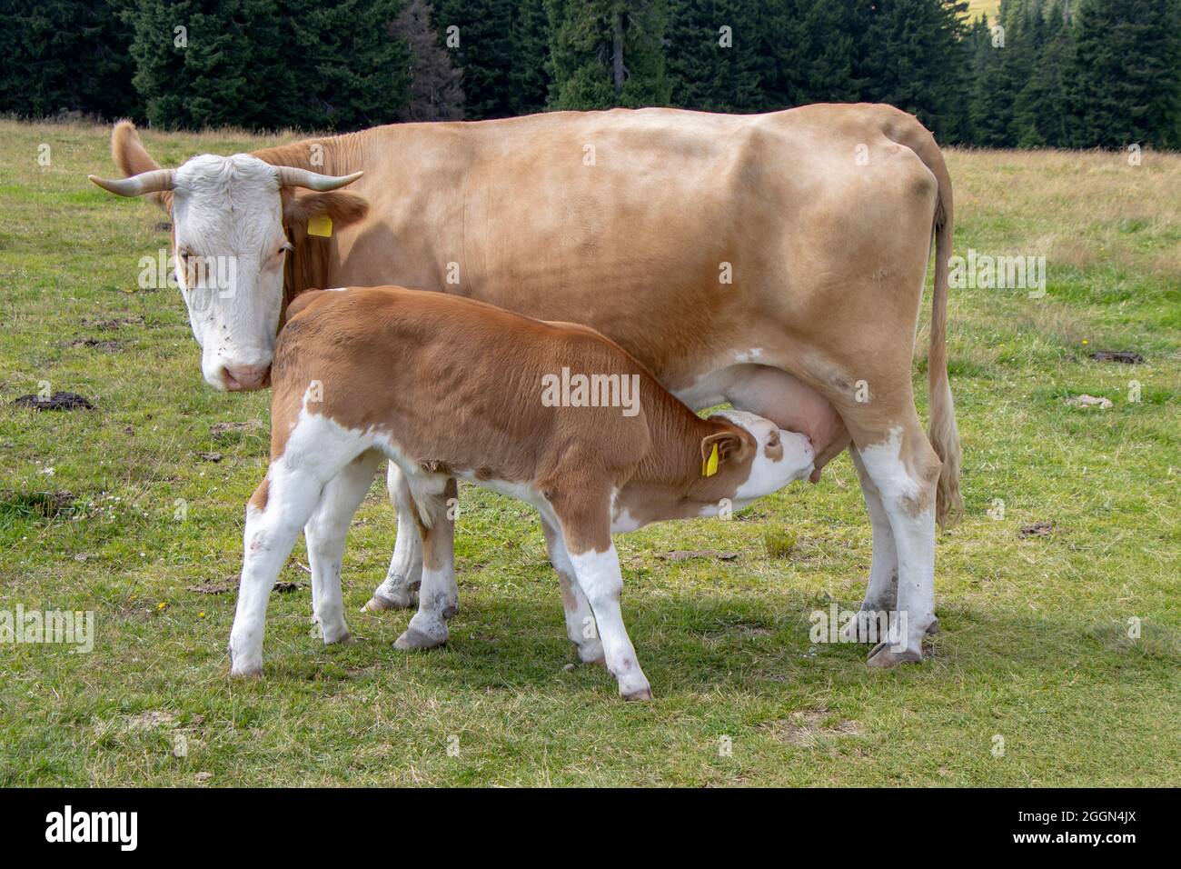 Brown cow and calf suckling in the meadow Stock Photo