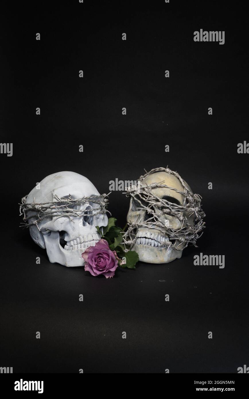 Pair of human skulls, wrapped  with barbed wire and a purple rose Stock Photo