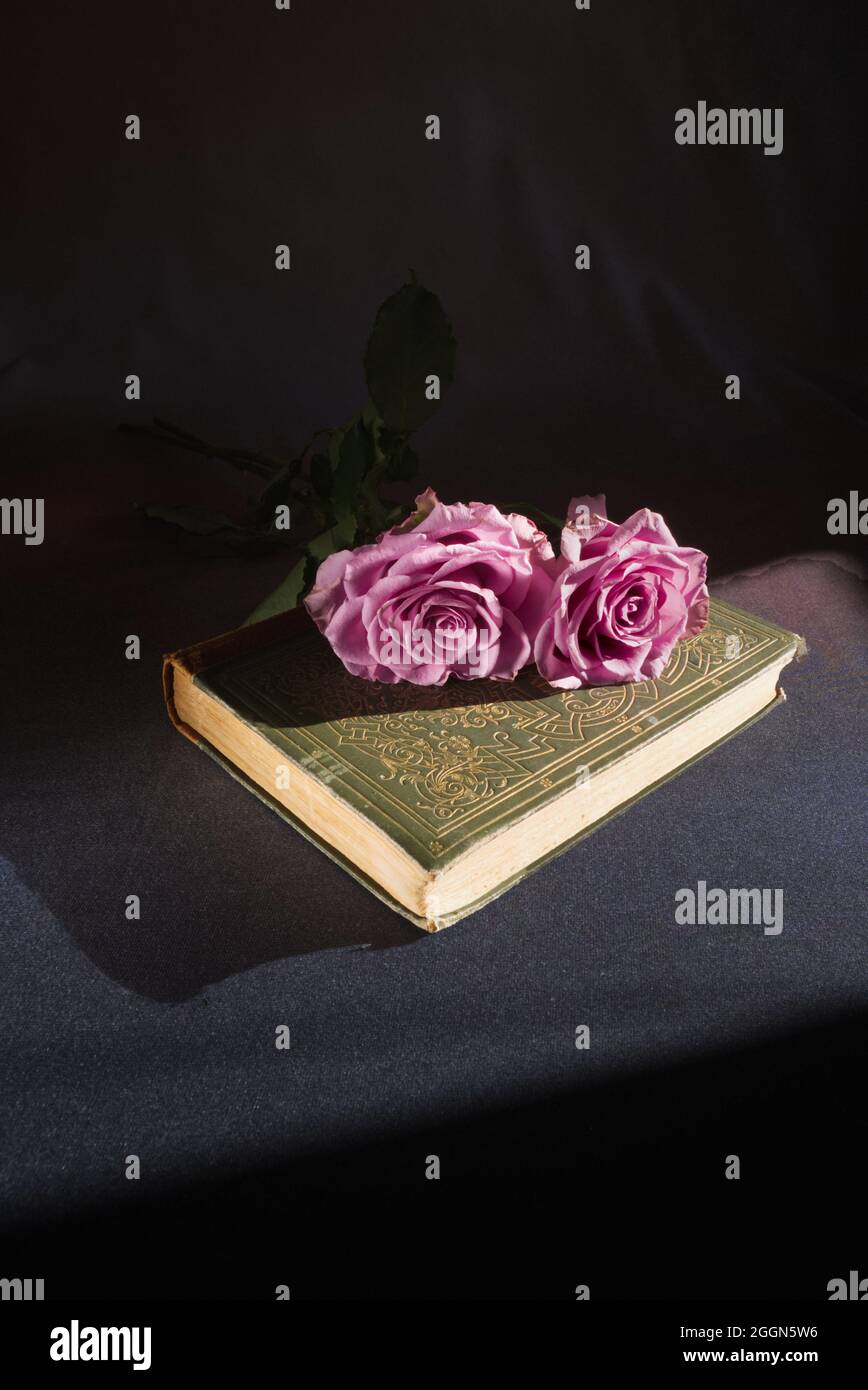 2 mauve roses laying on an old leather bound with embossed cover book in a strip of sunlight. Stock Photo