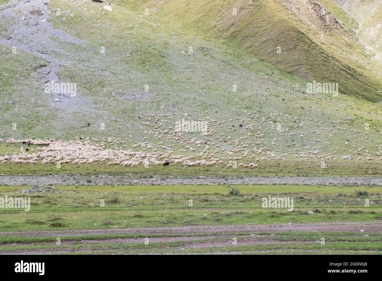 Sheep and goats in the valley. Domestic animal life. Farm in mountains ...
