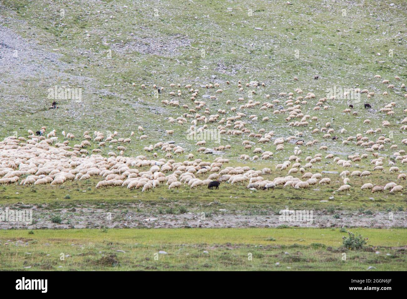 Sheep and goats in the valley. Domestic animal life. Farm in mountains ...