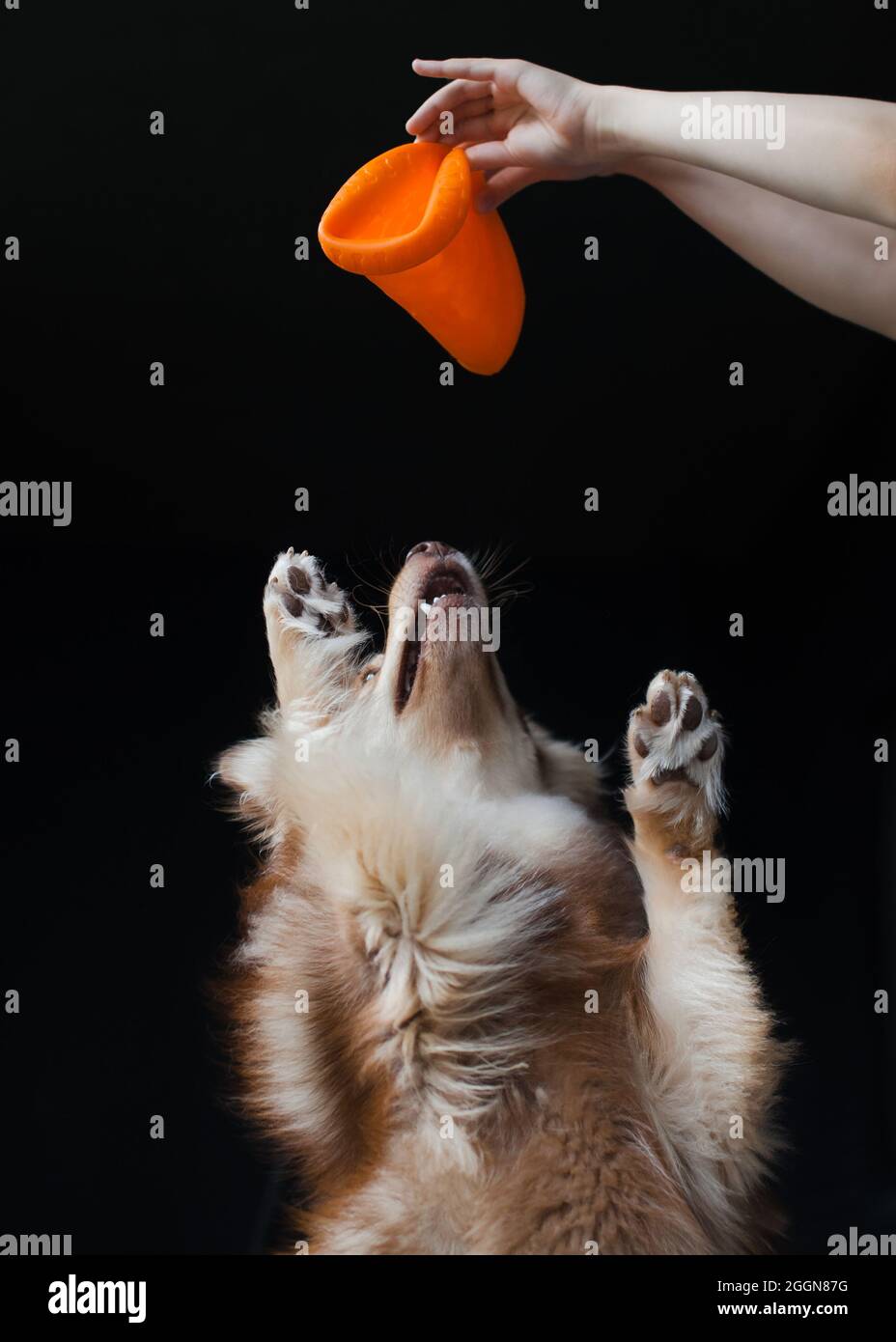 Hands of child holding an orange dog toy and a dog jumping up, trying to reach the toy. Playing. Paws in the front, black background. Stock Photo