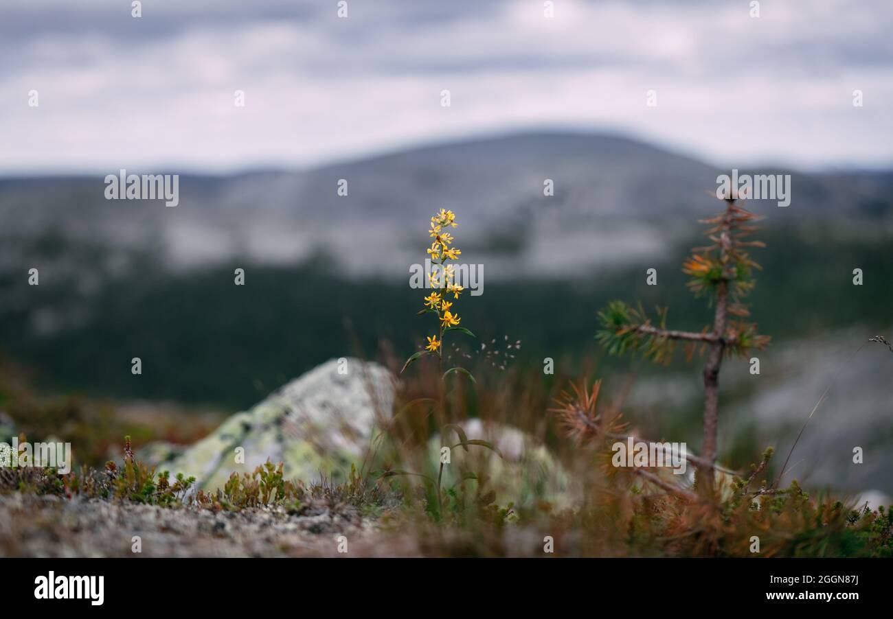 Peaceful landscape with yellow wildflowers in Finnish Lapland. A fell / mountain in the background. Stock Photo