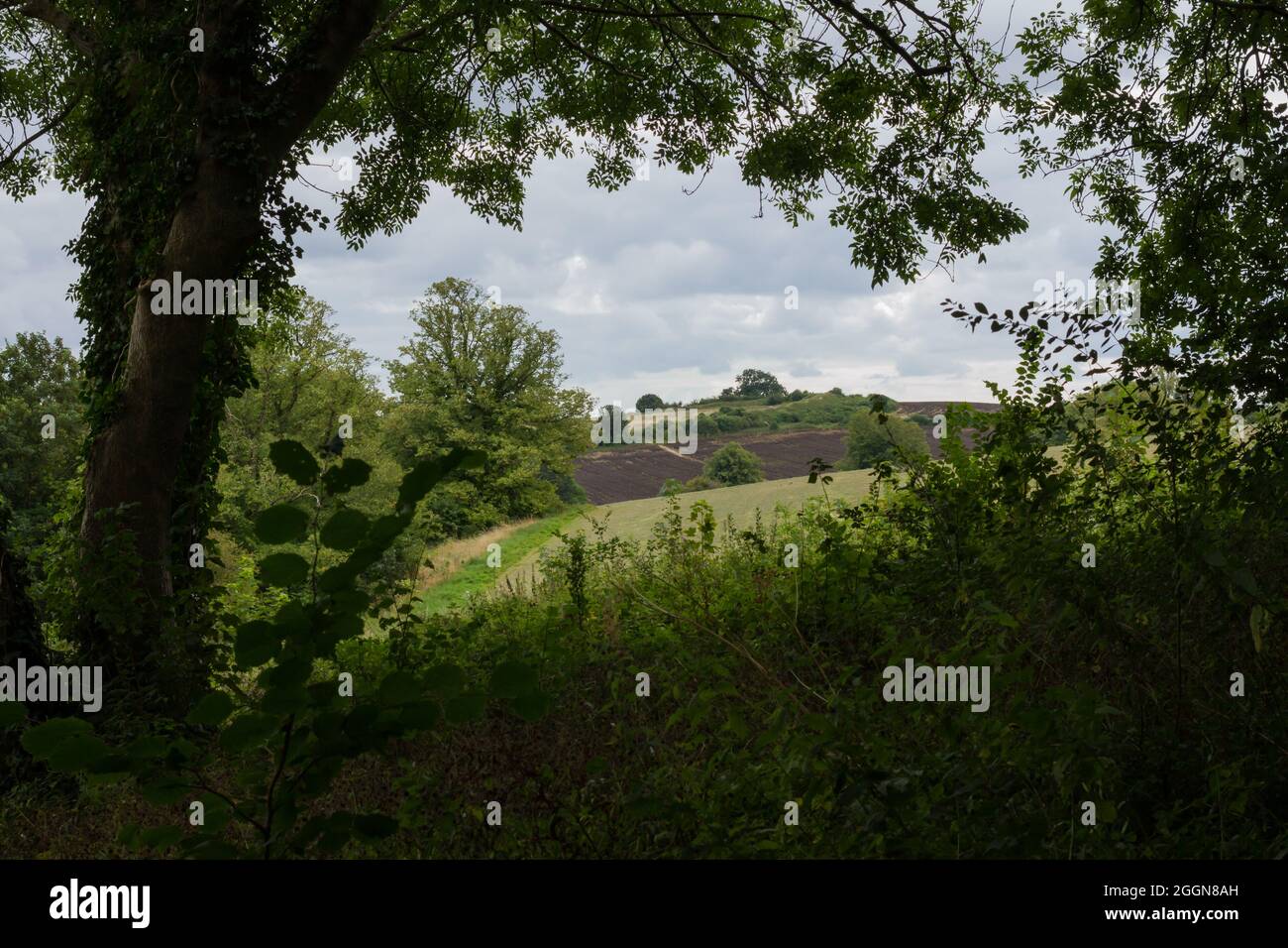 View of countryside through trees, Spetisbury, Dorset, England Stock Photo