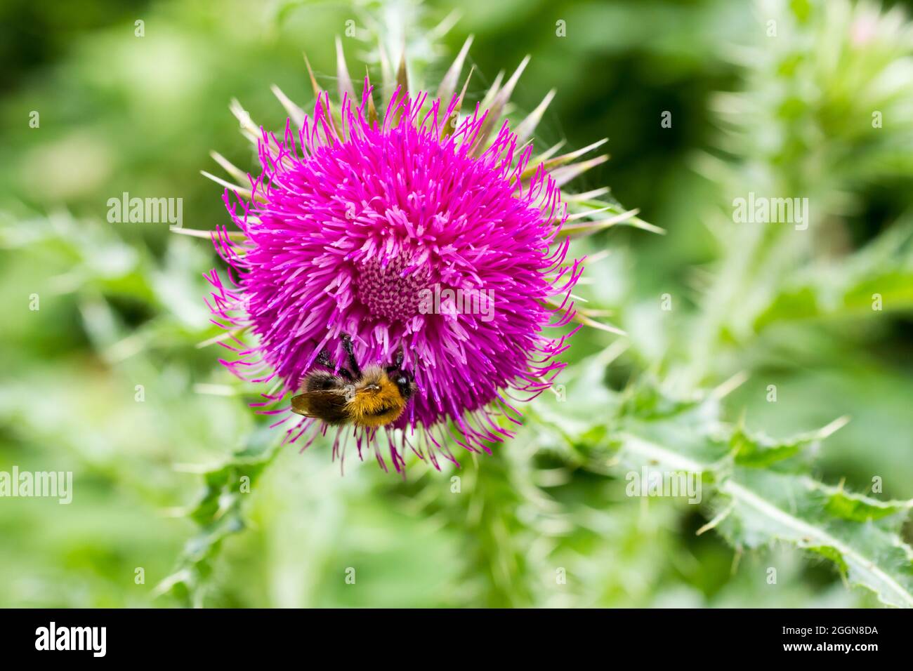 Common Carder Bee (Bombus pascuorum) on a thistle flower in summer, Dorset, England Stock Photo