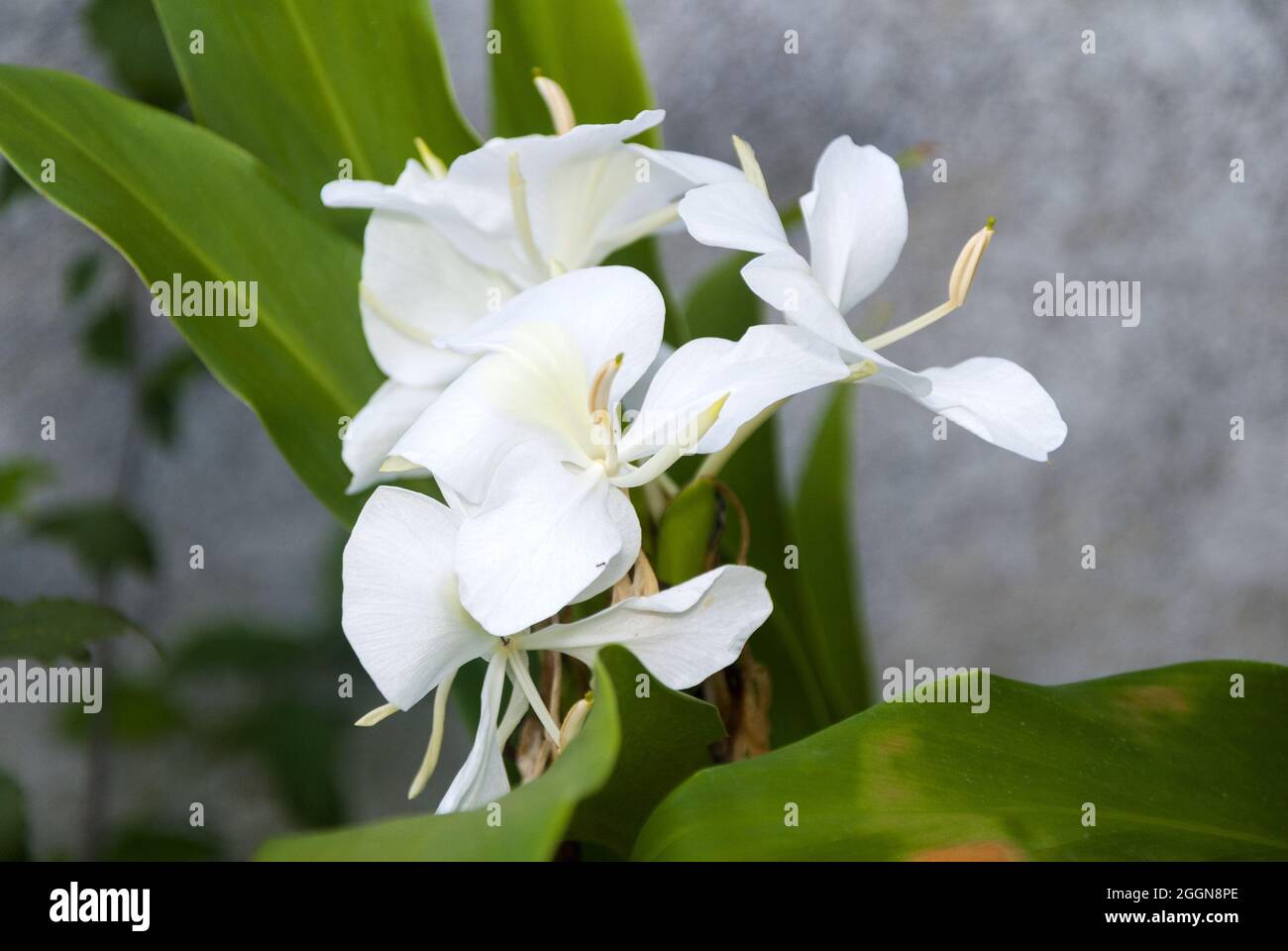 Very aromatic white flower, Hedychium coronarium, called butterfly, is the national flower of Cuba. Stock Photo