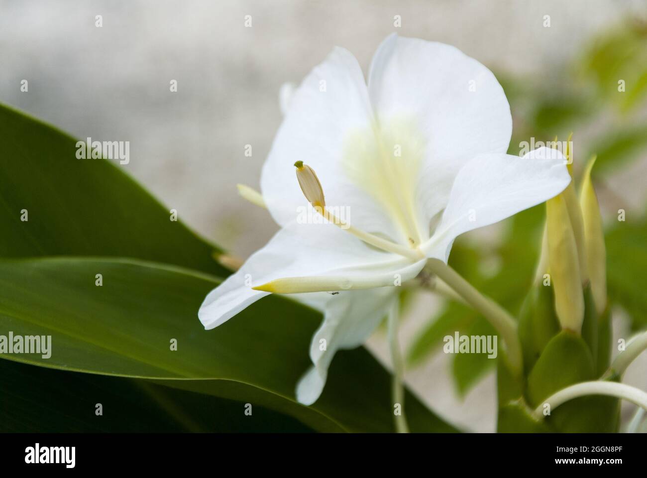 Very aromatic white flower, Hedychium coronarium, called butterfly, is the national flower of Cuba. Stock Photo