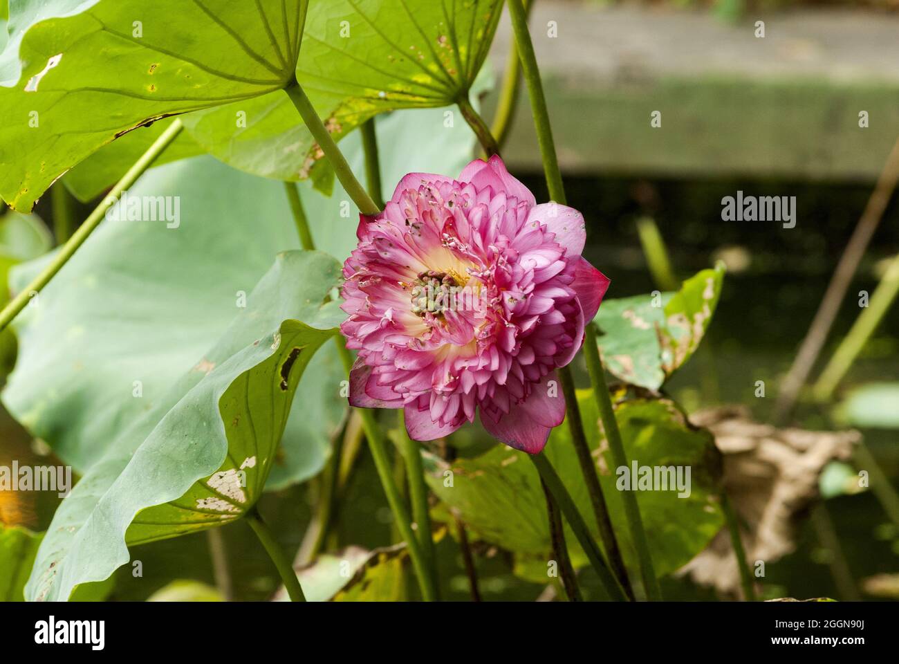 Lotus flower and Lotus flower plants Hong Kong Stock Photo Alamy