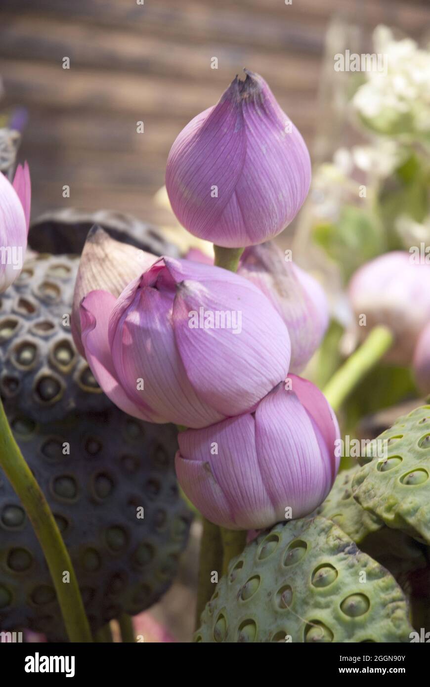 Lotus flower and Lotus flower plants Hong Kong Stock Photo Alamy