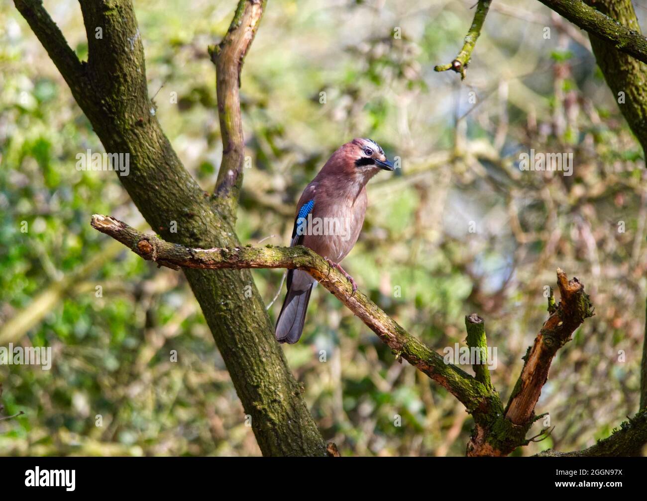 slightly grumpy looking Eurasian Jay (bird) sitting in a tree Stock Photo