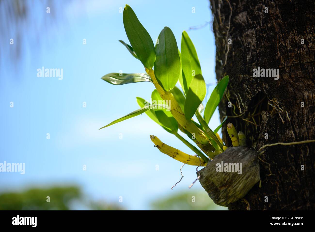 orchid stuck in tree trunks Stock Photo