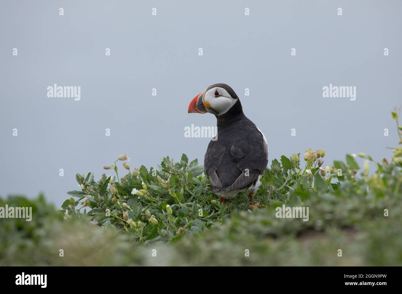 English puffins hi-res stock photography and images - Alamy
