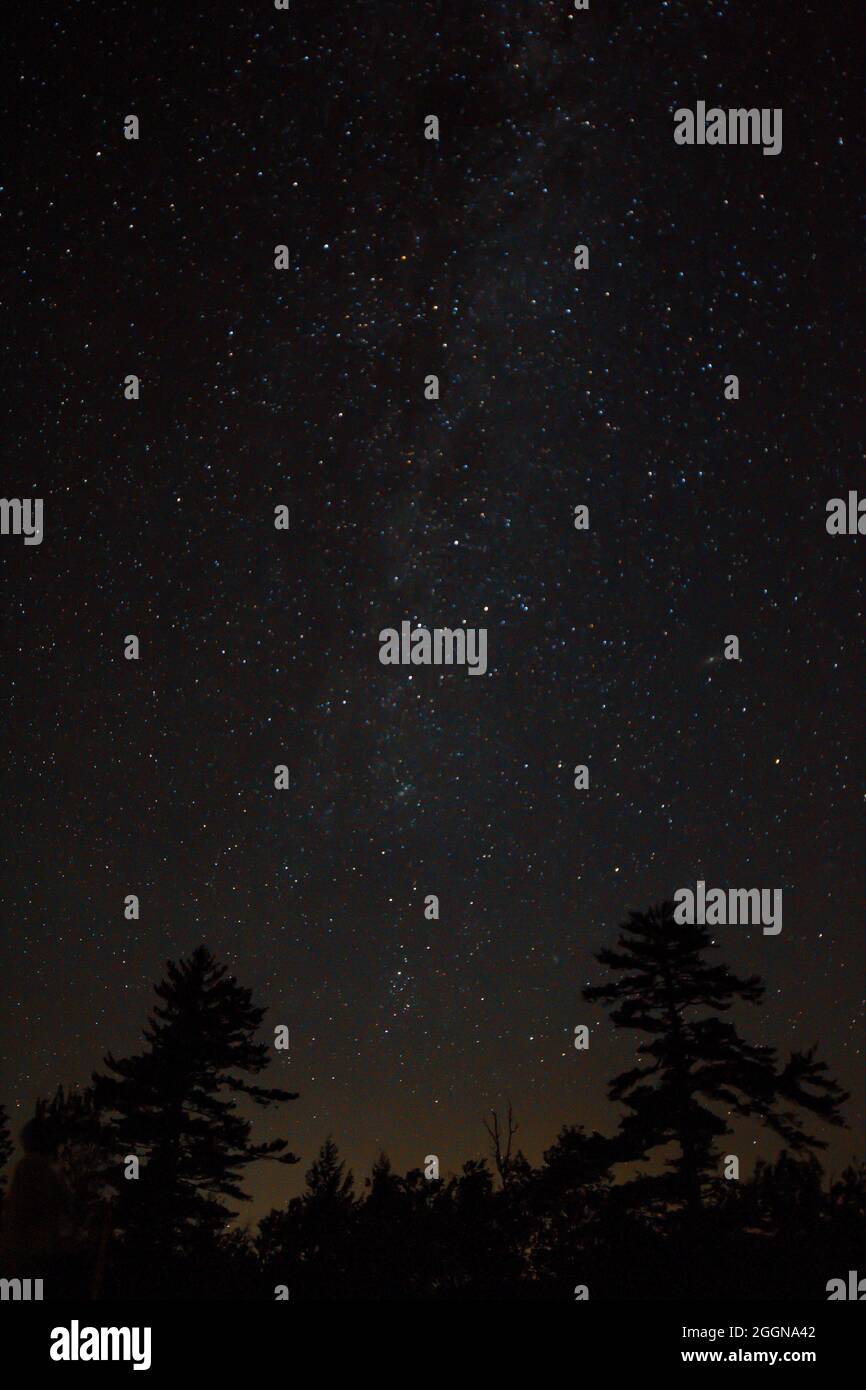 Starry night sky over the silhouette of trees Stock Photo - Alamy