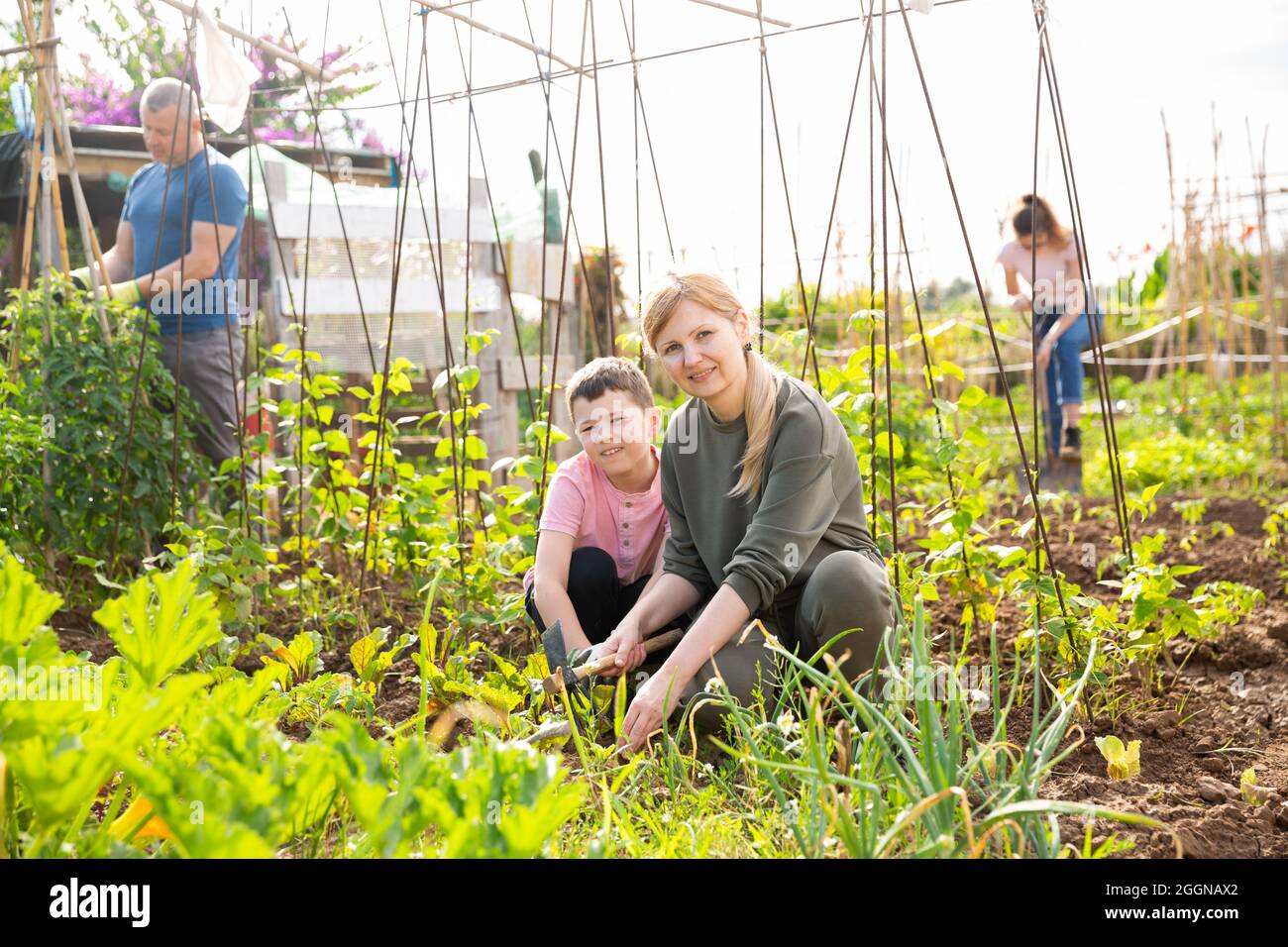 Teen son helps mother clean weeds in garden beds Stock Photo - Alamy