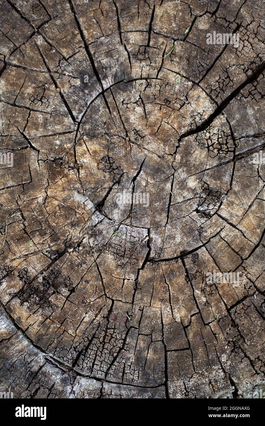 Tree trunk top view texture Stock Photo Alamy