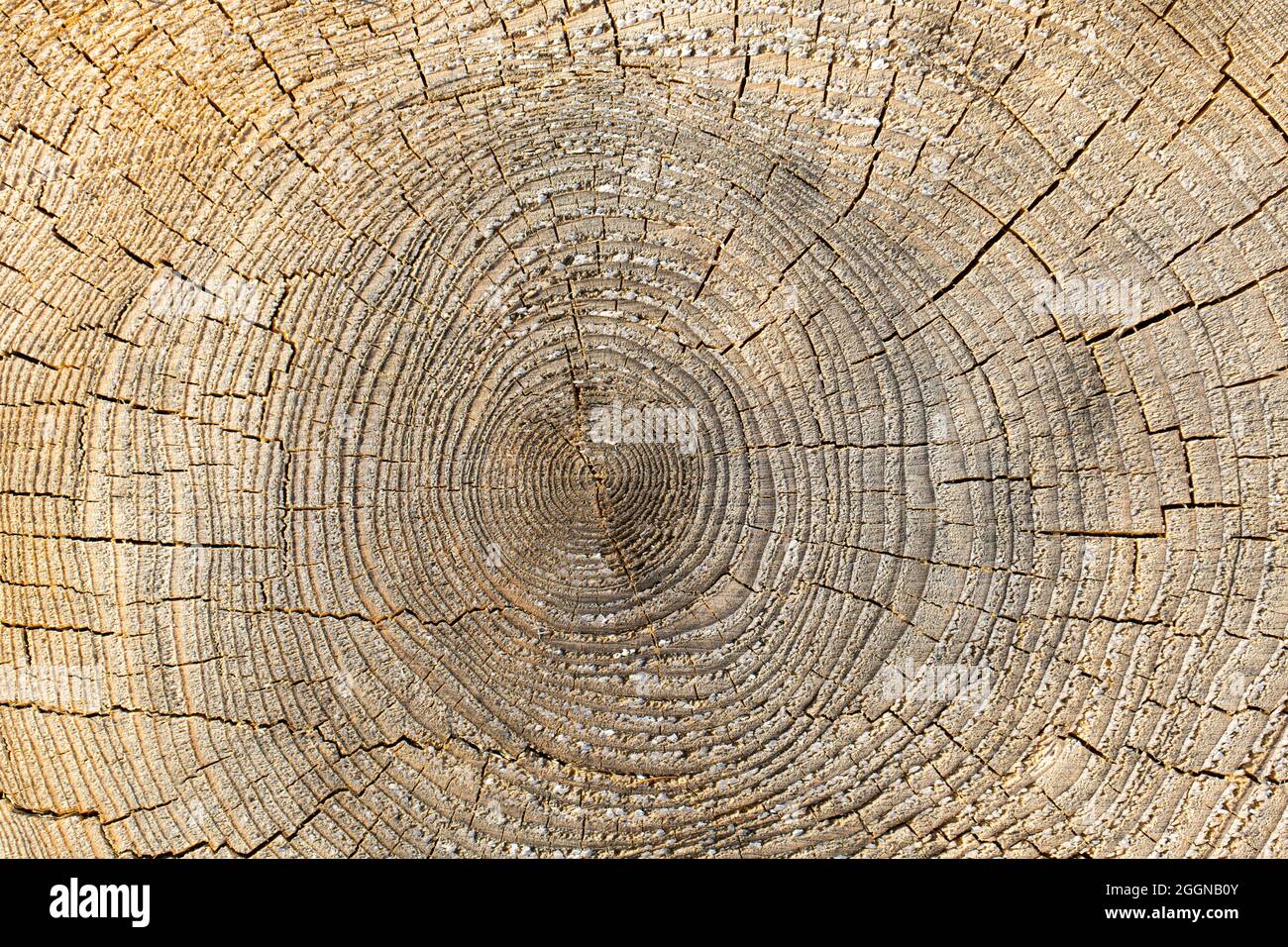 Tree trunk top view texture Stock Photo - Alamy