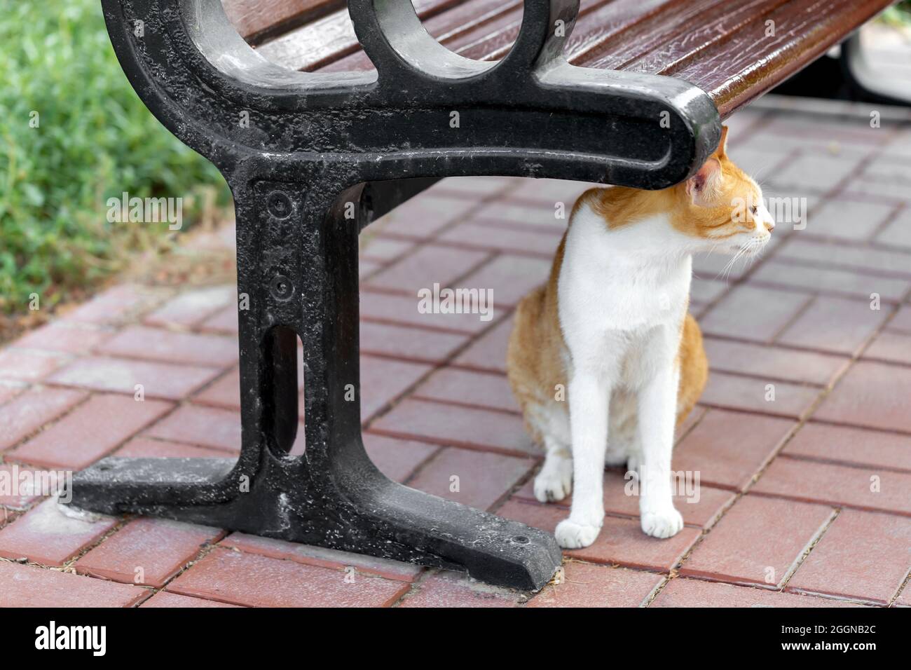 Cute ginger cat in the park in summer next to the bench in Abu Dhabi