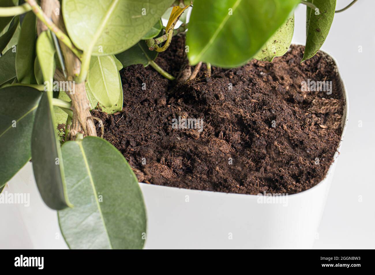 Jasmine plant pot hires stock photography and images Alamy