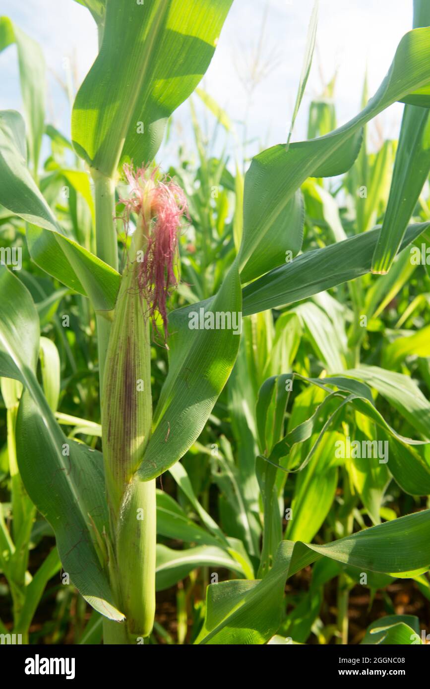 corn plantation on a sunny morning Stock Photo