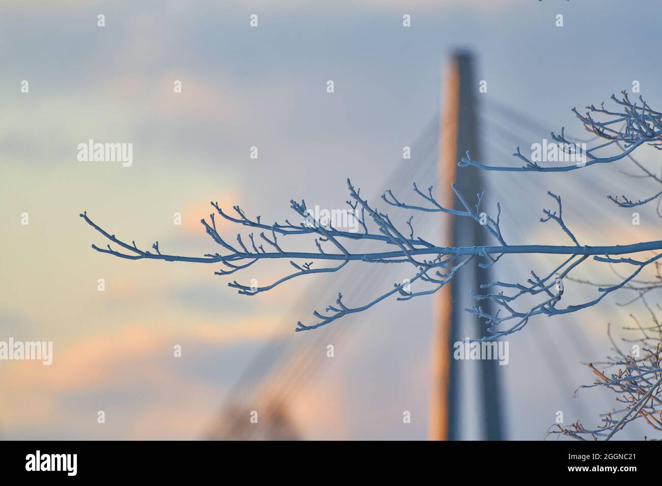 Completely frozen branch in front bridge in horizon on extremely cold morning in Helsinki, Finland. Stock Photo