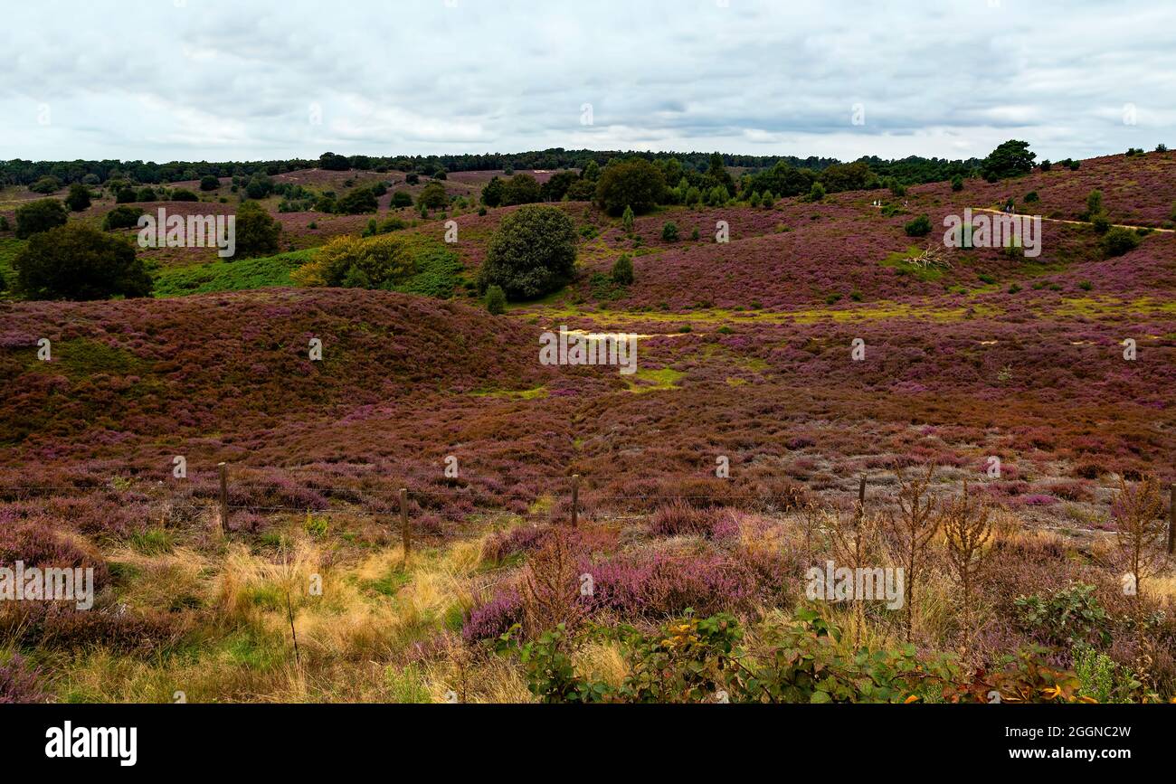 Blooming heather in autumn, Posbank, Nationaal Park Veluwezoom, Rheden, Gelderland, The Netherlands Stock Photo