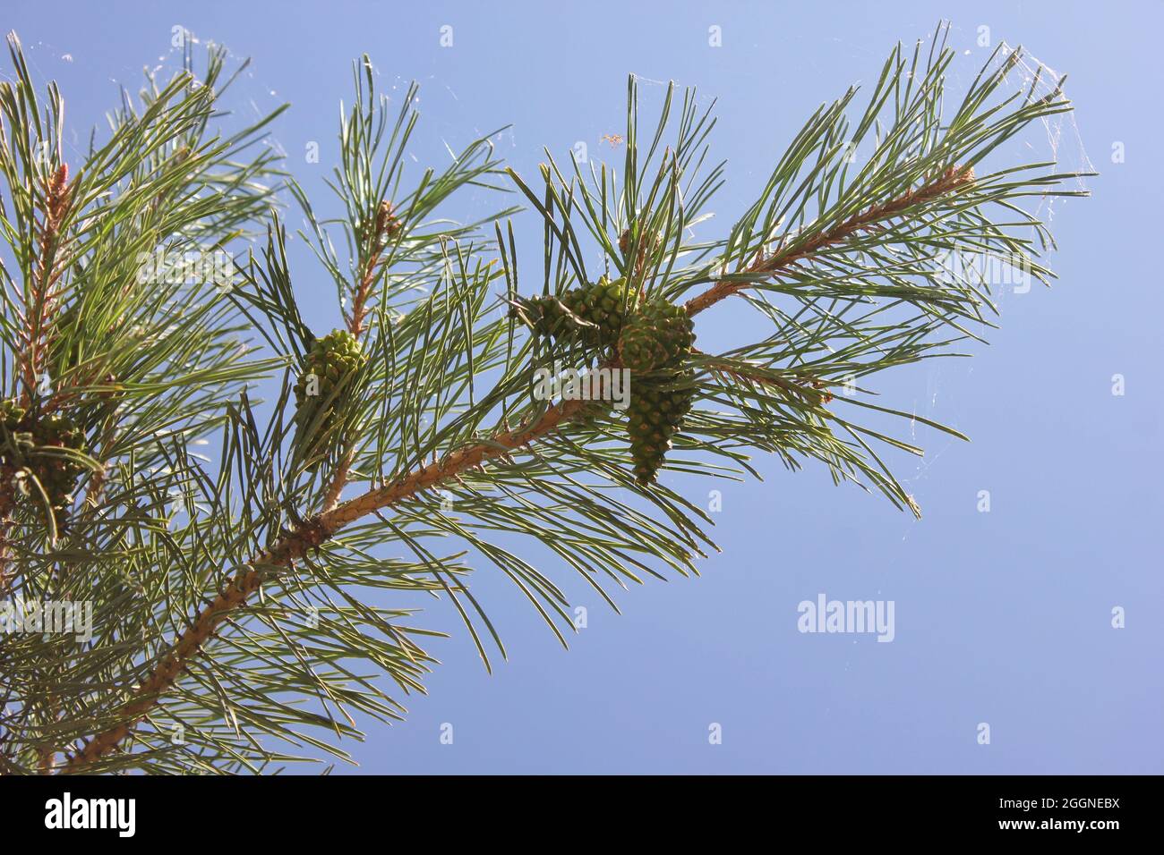 Pine cones hanging on the pine tree in the bright summer sun Stock ...