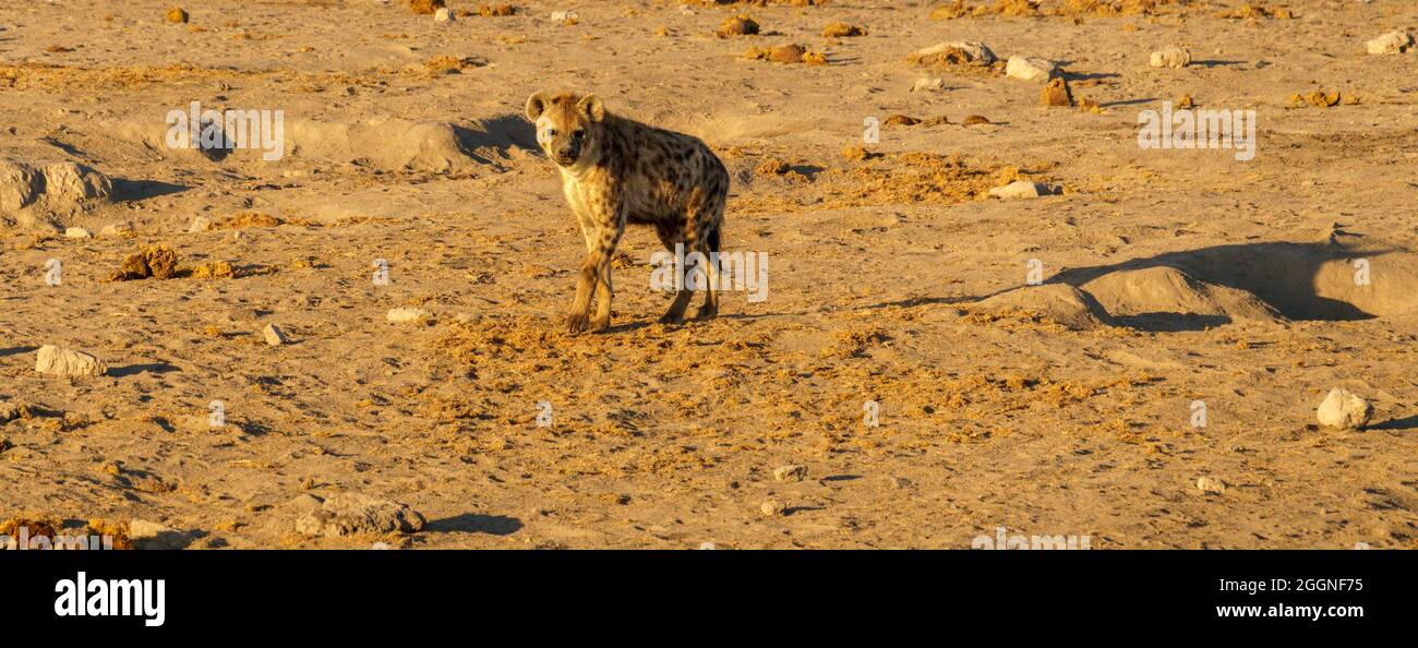 Spotted Hyena approaching water hole in Namibia Africa Stock Photo - Alamy
