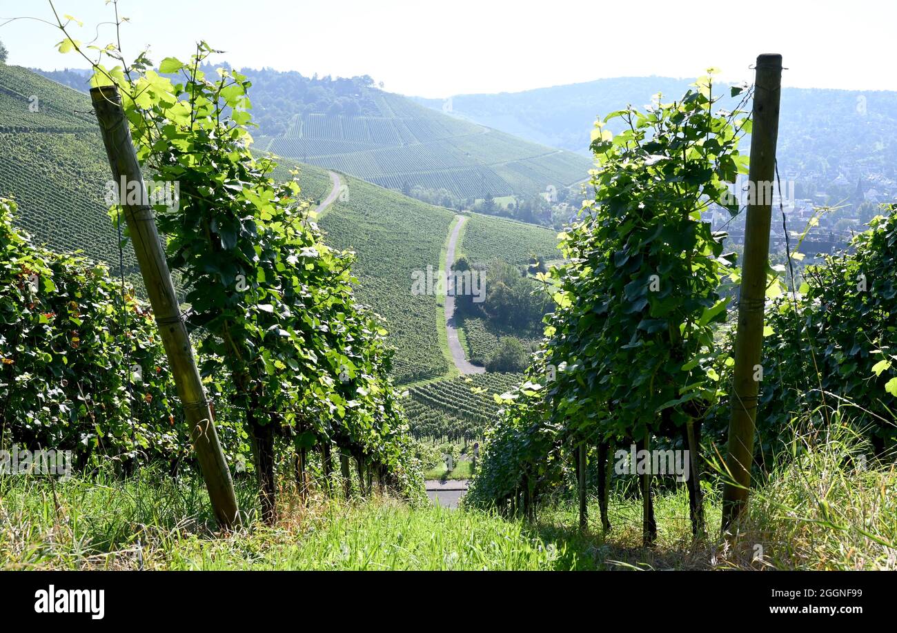 Stuttgart, Germany. 02nd Sep, 2021. Vineyards shine backlit through rows of vines on the outskirts of Baden-Württemberg's state capital. Credit: Bernd Weißbrod/dpa/Alamy Live News Stock Photo