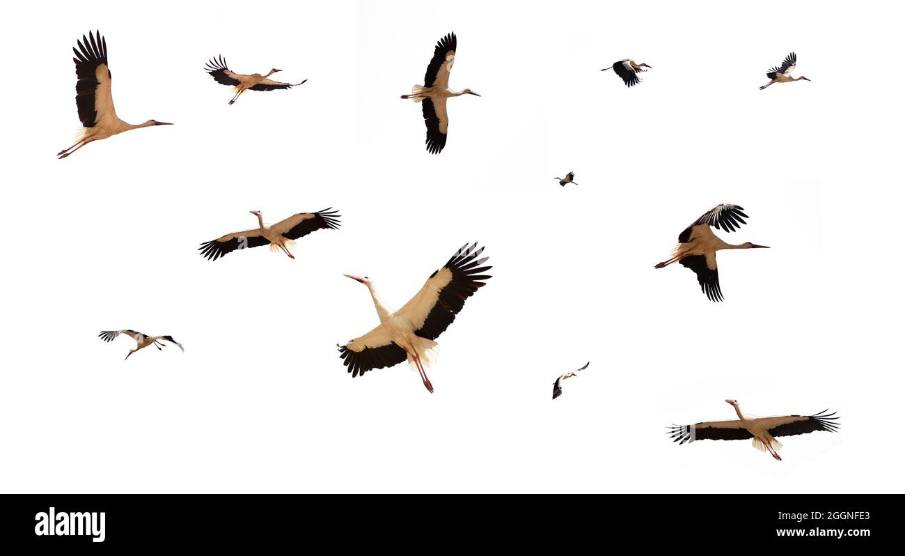 Collection flying storks isolated on white background. Stock Photo