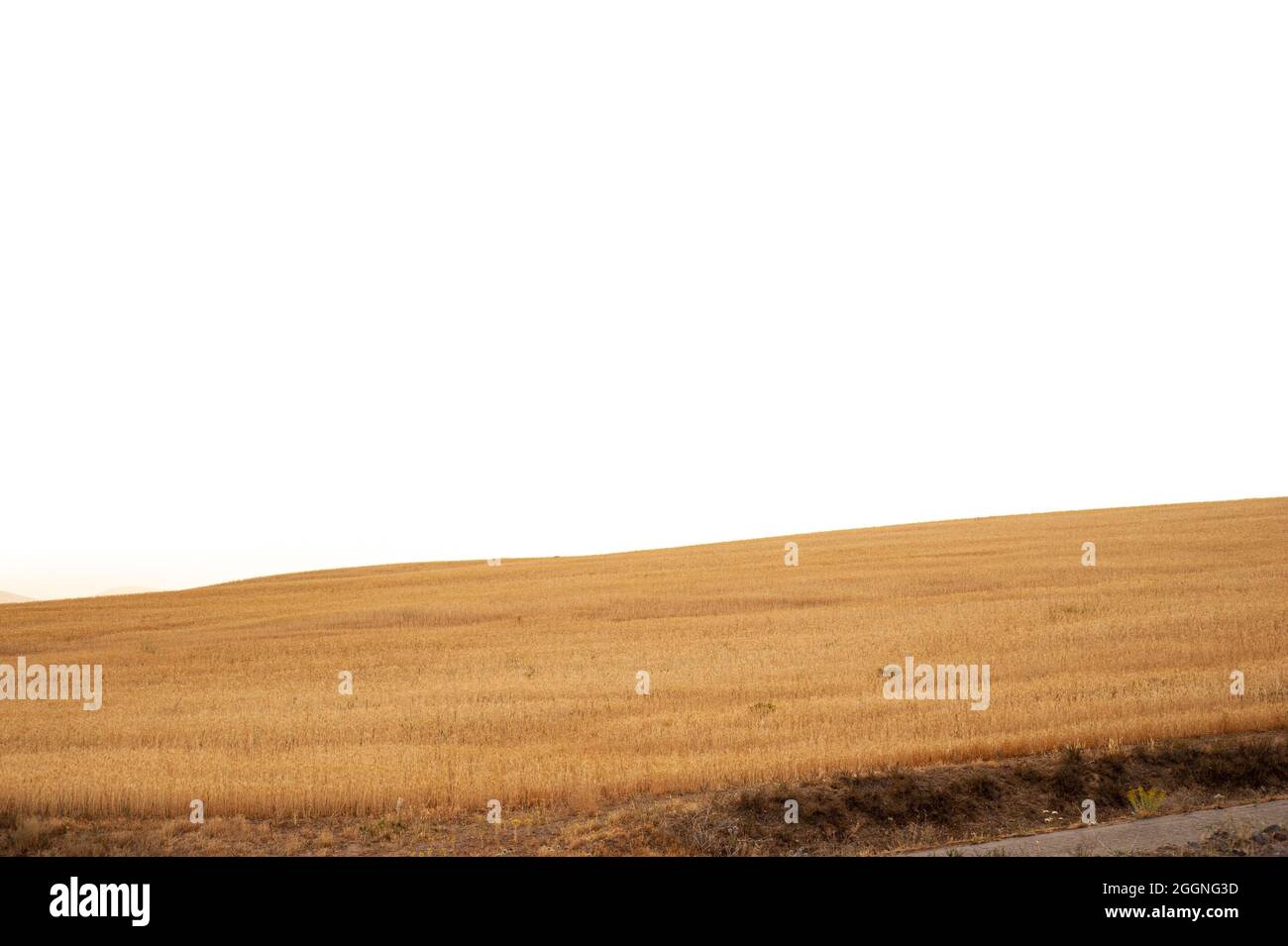 Wheat field isolated on white background Stock Photo Alamy