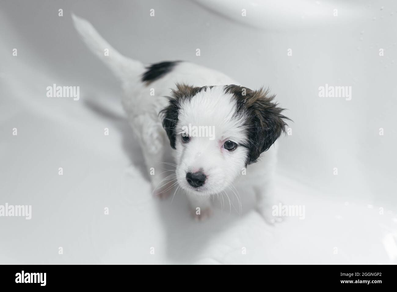 Scared puppy in first bath Stock Photo Alamy
