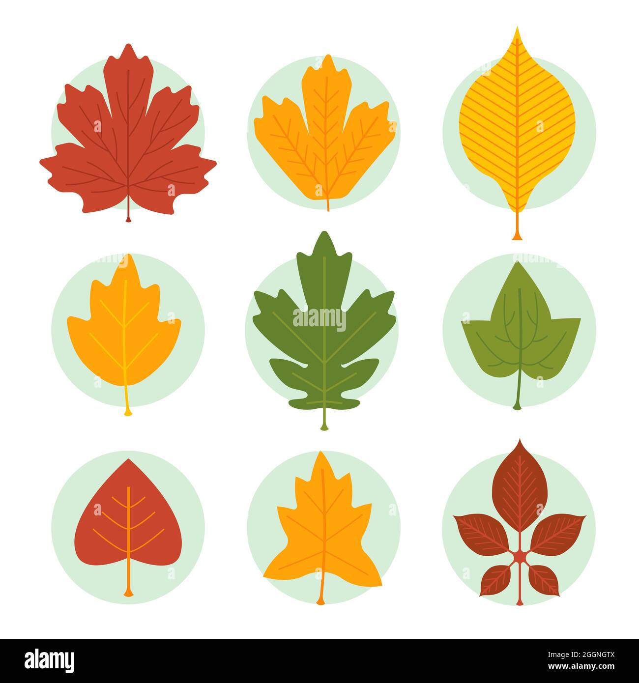 Autumn leaves collection Vector illustration Stock Vector Image & Art ...