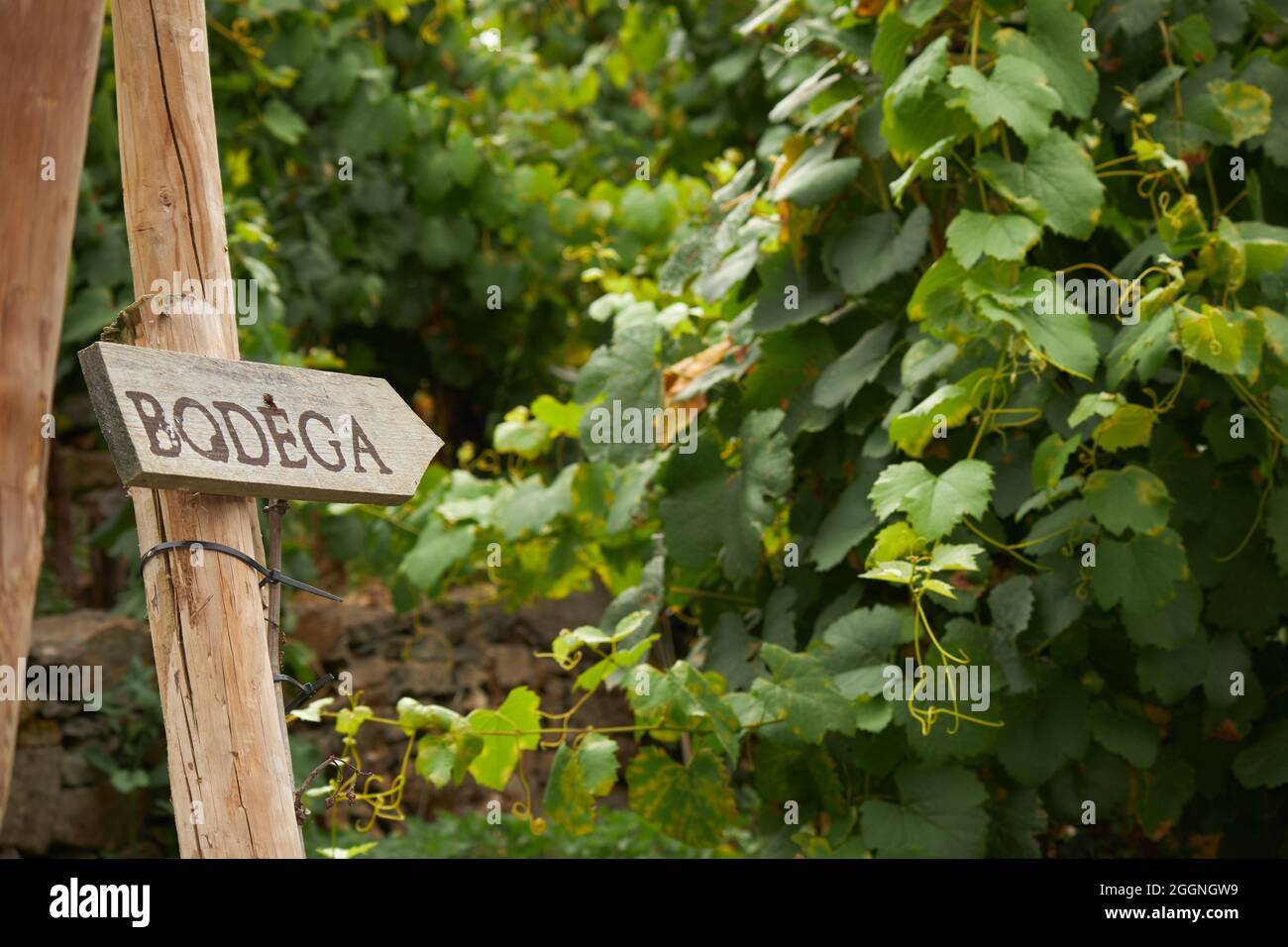 cartel de madera indicando bodega junto viñedos de uva para hacer vino Stock Photo