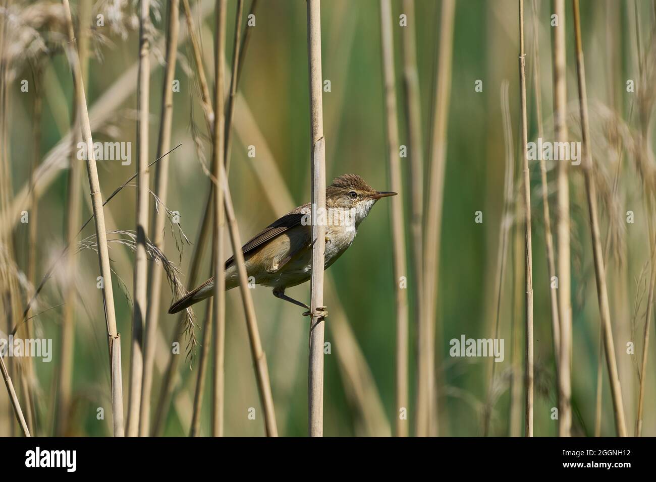 Reed Warbler looking for food amongst the reeds Stock Photo
